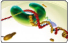 High Fidelity PCR     by Grace Life Tech Private Limited