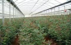 Green Houses Erection Service by Om Agrotech