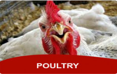 Poultry by Devet India Private Limited
