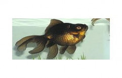 Black Moor Fish by Your Friends Aquarium