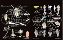 Harmful and Useful Insects Chart (Black Rexin Chart) by Surinder And Company
