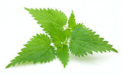 Nettle Leaf by Asian Power Cyclopes