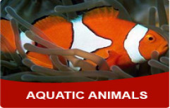 Aquatic Animals by Devet India Private Limited