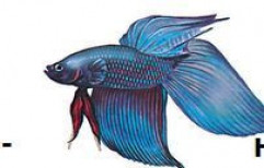 Blue Fish by The Halder Hobby Center