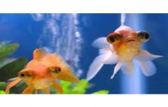 Calico Telescope Fish by Your Friends Aquarium