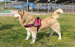 Dog Harness by Evergrow International