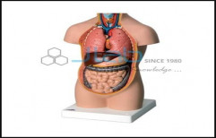 Human Torso  Models Without Head by Jain Laboratory Instruments Private Limited
