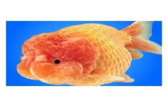 Lion Head Gold Fish by Your Friends Aquarium