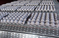 Paper Egg and Apple Tray Manufacturing Plant by Nri Project Equipments