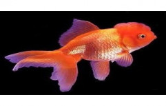 Red Oranda Fish by Your Friends Aquarium