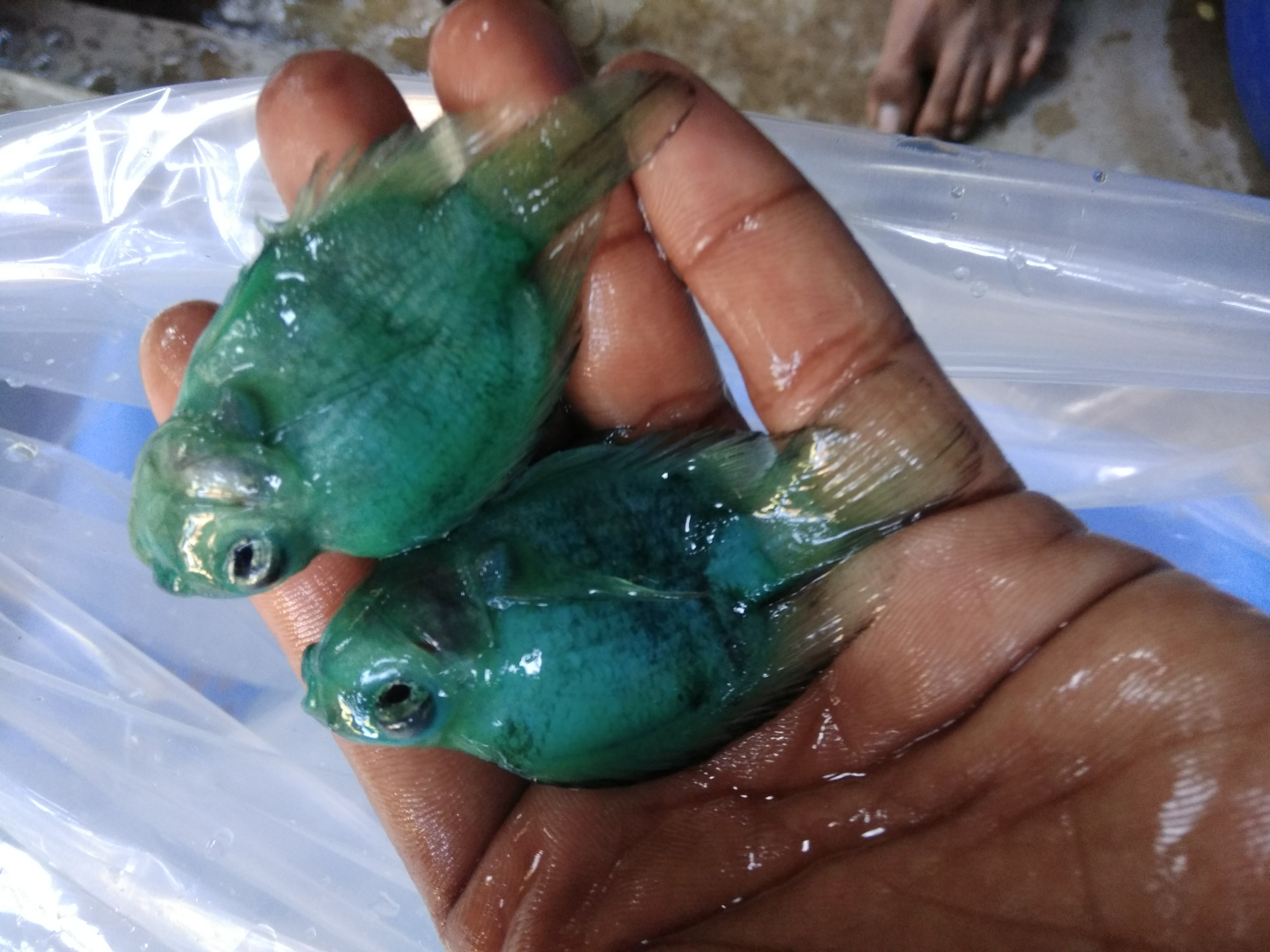 green parrot fish for sale