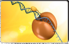 Hot Start PCR by Grace Life Tech Private Limited