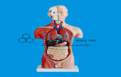 Human Torso by Jain Laboratory Instruments Private Limited