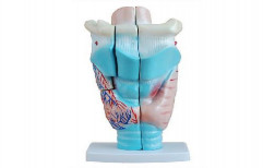 Magnified Human Larynx Model by Rizen Healthcare