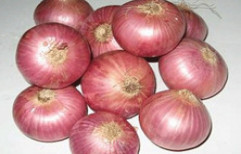 Onions by Amcon Technologies
