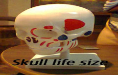 Skull Model by Bharat Scientific World