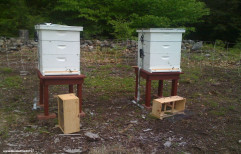 Bee Hives Boxes by Asian Power Cyclopes