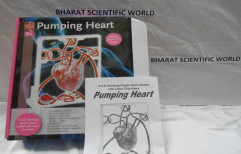 Pumping Heart Work Model by Bharat Scientific World