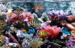 Fish Aquarium by The Halder Hobby Center