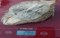 Fresh Mature Coconuts by Sacred Earth Enterprise Private Limited