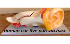 Human Ear Model by Bharat Scientific World