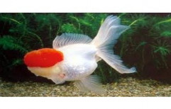 Red Cap Oranda Fish by Your Friends Aquarium