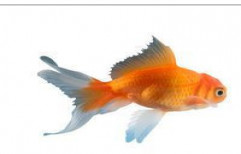 Golden Fish by The Halder Hobby Center