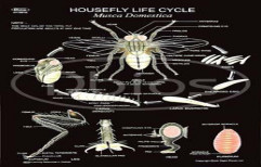 Housefly Life Cycle Chart ( Black Rexin Chart) by Surinder And Company