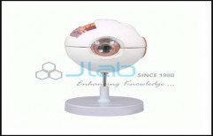 Human Eye 6 Parts Anatomy Model by Jain Laboratory Instruments Private Limited