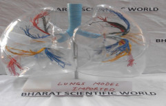 Lungs Model by Bharat Scientific World