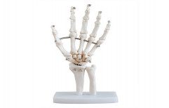 Hand joint Life-Size PVC XC-RH-114 by Rizen Healthcare