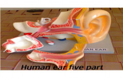 Human Ear Model by Bharat Scientific World