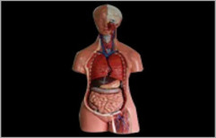 Human Torso Model with Removable Body Parts by Bharat Scientific World