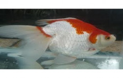 Red & White Ryukin Fish by Your Friends Aquarium