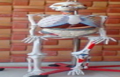 Skeleton with Removable Parts by Bharat Scientific World