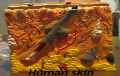 Skin Model by Bharat Scientific World