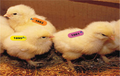 Poultry Tags by R.S. Surgical Works