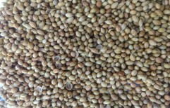 Coriander Seed by Tri Bees Trade Zone