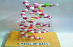 DNA Model by Chandra Scientific Industries