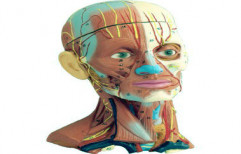 Human Head & Neck Musculature, 4 Parts by Advanced Technocracy Inc.