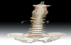 Vertebral Column With Pelvis by Chandra Scientific Industries