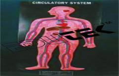Human Circulatory System by Edutek Instrumentation