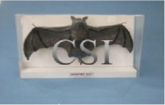 Bat Models by Chandra Scientific Industries