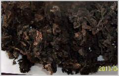 Dried Sargassum Seaweeds by Eupnoea Technisol Private Limited