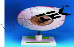 Human Eye by Edutek Instrumentation