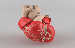 Human Heart Models by Esel International