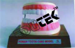 Dental Care Model by Edutek Instrumentation