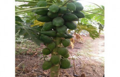 Papaya Plant by Bhawani Traders