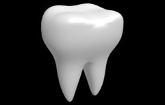 Tooth Model by Esel International