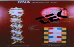 Model Of R.N.A. by Edutek Instrumentation